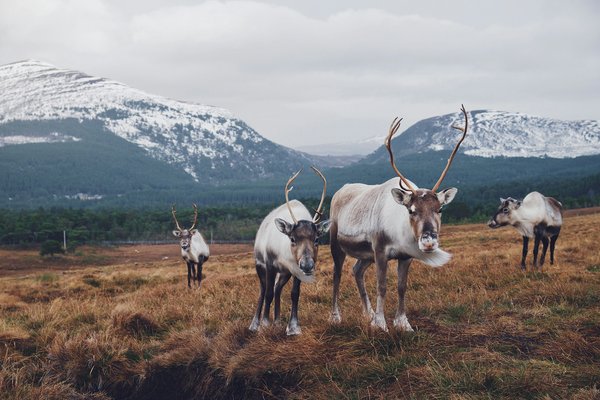 Comment découvrir les traditions des chasseurs de rennes en Sibérie ?